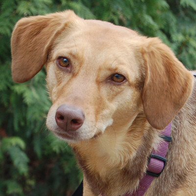 Fräulein Flocke, Mischling - Hündin