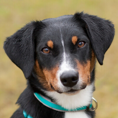 Fräulein Milly, Appenzeller Sennenhund - Hündin