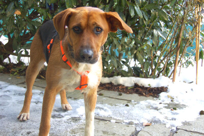 Fräulein, Mischling - Hündin