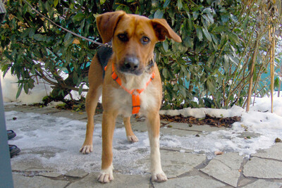 Fräulein, Mischling - Hündin