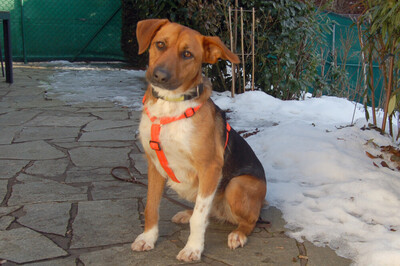 Fräulein, Mischling - Hündin