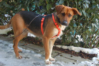 Fräulein, Mischling - Hündin