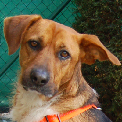 Fräulein, Mischling - Hündin