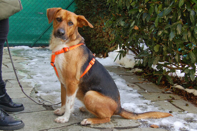 Fräulein, Mischling - Hündin