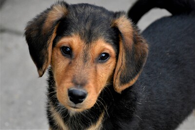 Frakk, Dackel-Mischling Welpen - Rüde