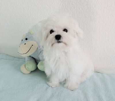 Frances, Malteser Welpen - Rüde