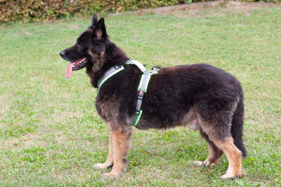 Franek, Alt Deutscher Schäferhund - Rüde