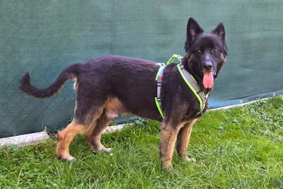 Franek, Alt Deutscher Schäferhund - Rüde