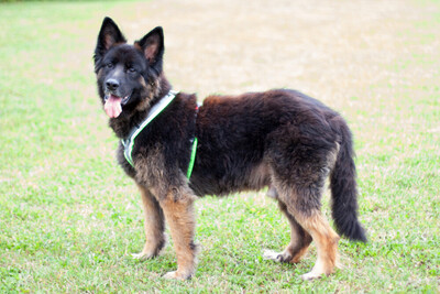 Franek, Alt Deutscher Schäferhund - Rüde