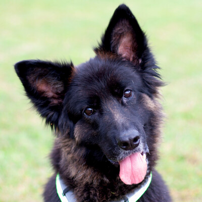 Franek, Alt Deutscher Schäferhund - Rüde