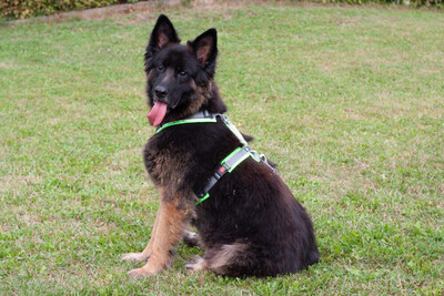 Franek, Alt Deutscher Schäferhund - Rüde