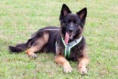 Franek, Alt Deutscher Schäferhund - Rüde