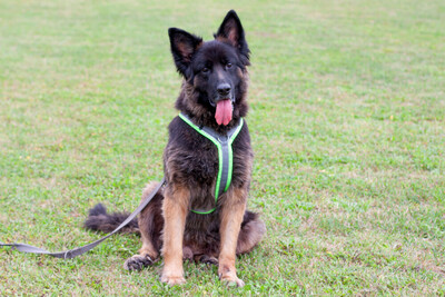 Franek, Alt Deutscher Schäferhund - Rüde
