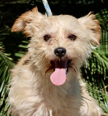 Frank, Terrier - Mix - Rüde