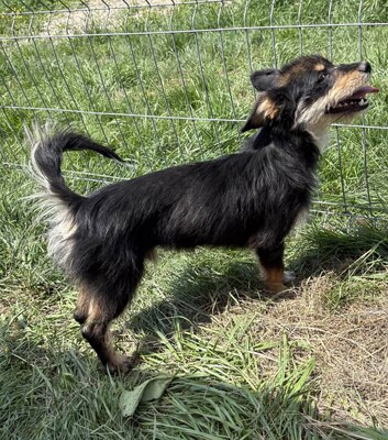 Frankie, Mix - Rüde