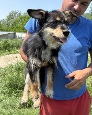 Frankie, Mix - Rüde