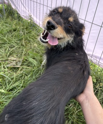 Frankie, Mix - Rüde