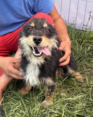 Frankie, Mix - Rüde