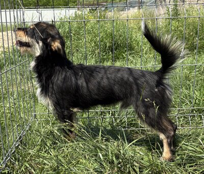 Frankie, Mix - Rüde