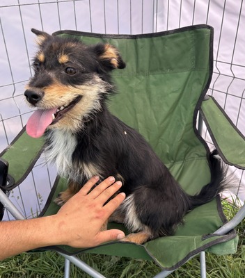 Frankie, Mix - Rüde