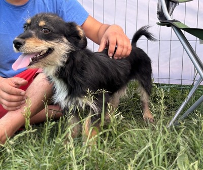 Frankie, Mix - Rüde