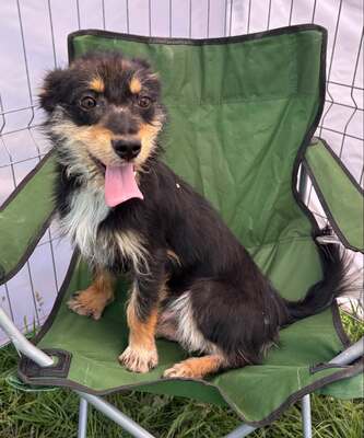 Frankie, Mix - Rüde