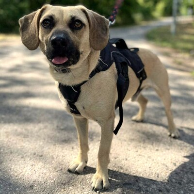 💥Frankie ist ein äußerst sanfter, freundlicher und liebevoller Hund der dankbar für einen Neuanfang ist 🥰, Mischling - Rüde