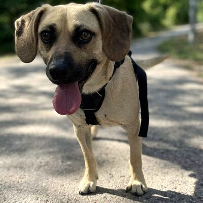 💥Frankie ist ein äußerst sanfter, freundlicher und liebevoller Hund der dankbar für einen Neuanfang ist 🥰, Mischling - Rüde