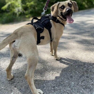 💥Frankie ist ein äußerst sanfter, freundlicher und liebevoller Hund der dankbar für einen Neuanfang ist 🥰, Mischling - Rüde