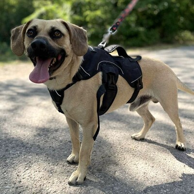 💥Frankie ist ein äußerst sanfter, freundlicher und liebevoller Hund der dankbar für einen Neuanfang ist 🥰, Mischling - Rüde