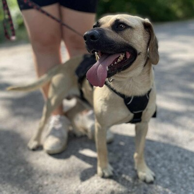 💥Frankie ist ein äußerst sanfter, freundlicher und liebevoller Hund der dankbar für einen Neuanfang ist 🥰, Mischling - Rüde