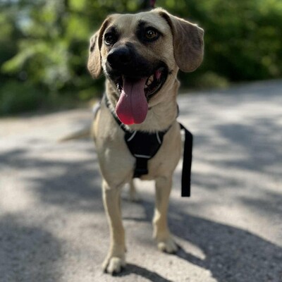 💥Frankie ist ein äußerst sanfter, freundlicher und liebevoller Hund der dankbar für einen Neuanfang ist 🥰, Mischlingsrüde - Rüde