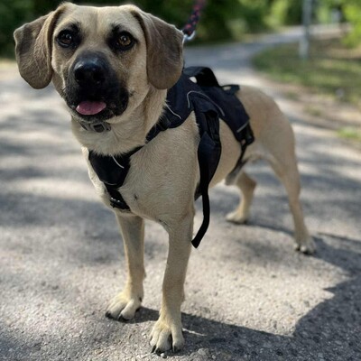 💥Frankie ist ein äußerst sanfter, freundlicher und liebevoller Hund der dankbar für einen Neuanfang ist 🥰, Mischlingsrüde - Rüde