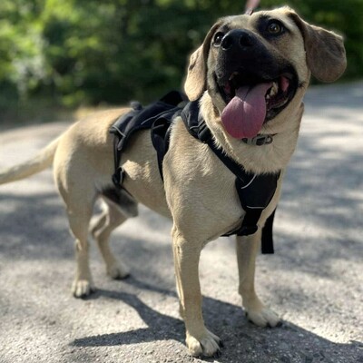 💥Frankie ist ein äußerst sanfter, freundlicher und liebevoller Hund der dankbar für einen Neuanfang ist 🥰, Mischlingsrüde - Rüde