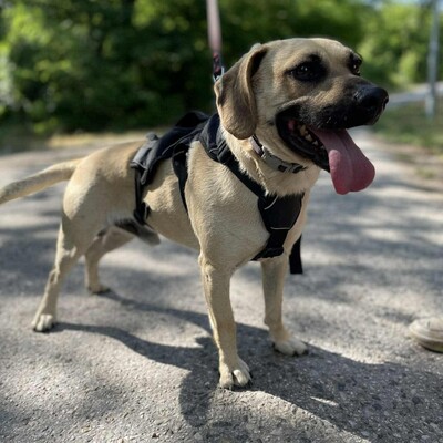💥Frankie ist ein äußerst sanfter, freundlicher und liebevoller Hund der dankbar für einen Neuanfang ist 🥰, Mischlingsrüde - Rüde