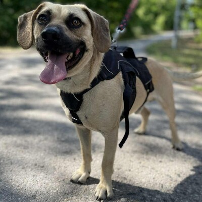 💥Frankie ist ein äußerst sanfter, freundlicher und liebevoller Hund der dankbar für einen Neuanfang ist 🥰, Mischlingsrüde - Rüde