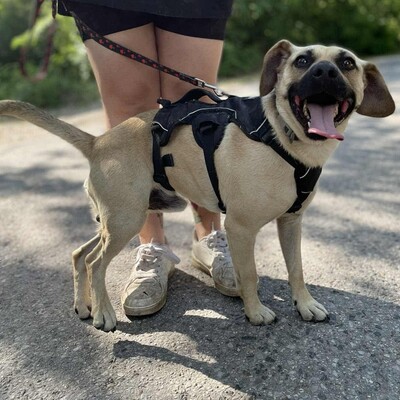 💥Frankie ist ein äußerst sanfter, freundlicher und liebevoller Hund der dankbar für einen Neuanfang ist 🥰, Mischlingsrüde - Rüde