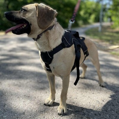 💥Frankie ist ein äußerst sanfter, freundlicher und liebevoller Hund der dankbar für einen Neuanfang ist 🥰, Mischlingsrüde - Rüde