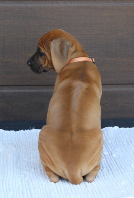 Frankies gang kennel, Rhodesian Ridgeback Welpen - Hündin