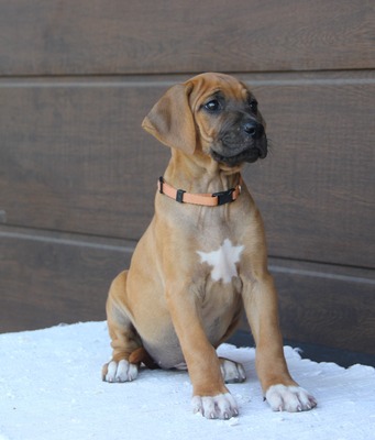Frankies gang kennel, Rhodesian Ridgeback Welpen - Hündin