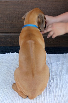 Frankies gang kennel, Rhodesian Ridgeback Welpen - Hündin