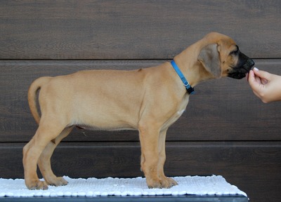 Frankies gang kennel, Rhodesian Ridgeback Welpen - Hündin