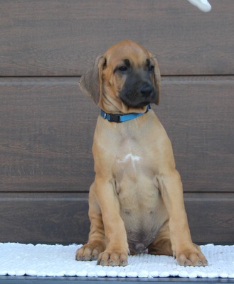 Frankies gang kennel, Rhodesian Ridgeback Welpen - Hündin
