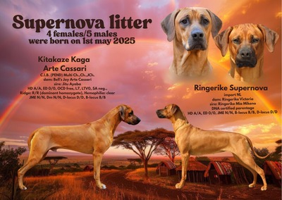 Frankies gang kennel, Rhodesian Ridgeback Welpen - Hündin