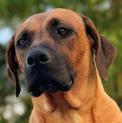Frankies gang kennel, Rhodesian Ridgeback Welpen - Hündin