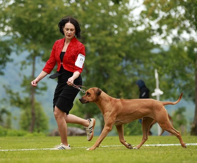 Frankies gang kennel, Rhodesian Ridgeback Welpen - Hündin