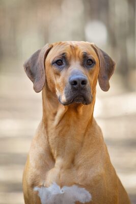 Frankies gang kennel, Rhodesian Ridgeback Welpen - Hündin