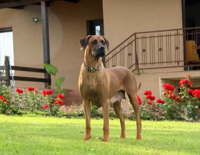 Frankies gang kennel, Rhodesian Ridgeback Welpen - Hündin