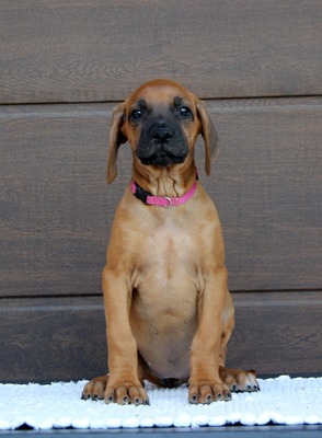Frankies gang kennel, Rhodesian Ridgeback Welpen - Hündin