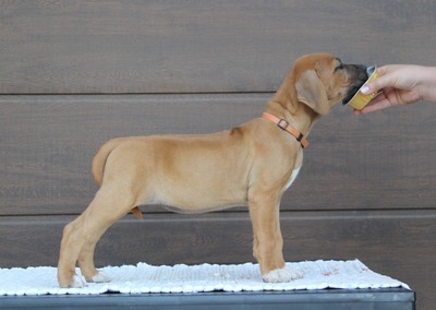 Frankies gang kennel, Rhodesian Ridgeback Welpen - Hündin